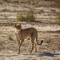 Fototapeta na wymiar Cheetah walking in dry land in Kgalagadi transfrontier park, South Africa ; Specie Acinonyx jubatus family of Felidae