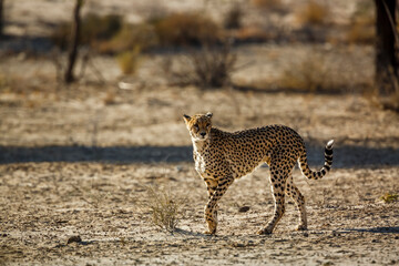 Cheetah walking in dry land in Kgalagadi transfrontier park, South Africa ; Specie Acinonyx jubatus family of Felidae