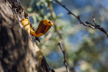 Cape cobra in tree trunk in attack in Kgalagadi transfrontier park, South Africa; specie Naja nivea family of Elapidae