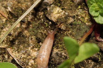 arion intermedius slug animal macro photography