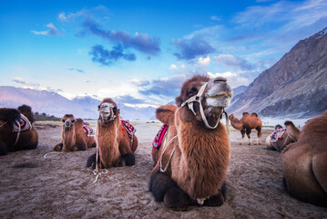 Leh India camel safari in the desert