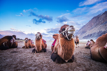 Leh India camel safari in the desert