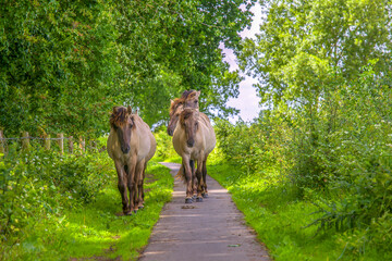 Konik horses