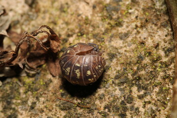 Isopods beetle animal macro photo