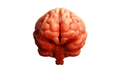 The brain's intricate structures are the result of a sophisticated 3D program.