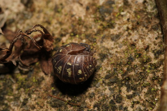 Isopods beetle animal macro photo