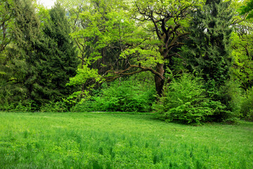Fototapeta na wymiar Morning light in spring park with green grass field