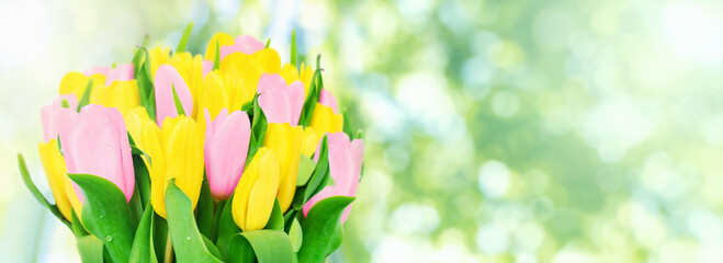 Spring banner background with bouquet of tulips against the green foliage with bokeh sun light. Yellow and pink flowers with dew drops. Springtime, blooming season. Backdrop with copy space.