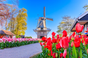 Blooming colorful tulips flowerbed at the public flower garden with windmill. Lisse, Holland,...