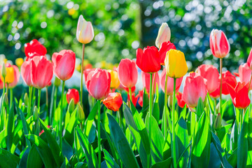 Blooming colorful tulips at the public flower garden. Lisse, Holland, Netherlands.