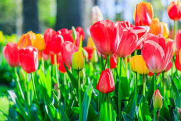Blooming colorful tulips at the public flower garden. Lisse, Holland, Netherlands.