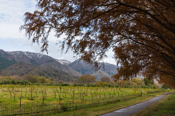 日本　滋賀県高島市マキノ町の秋になって紅葉したメタセコイア並木