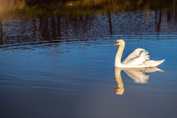 A graceful white mute swan (Cygnus olor) in morning sunlight as he swims about with a mate nearby in a wooded pond.Swan swimming across the lake.