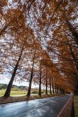 日本　滋賀県高島市マキノ町の秋になって紅葉したメタセコイア並木
