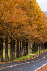 日本　滋賀県高島市マキノ町の秋になって紅葉したメタセコイア並木