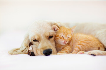 Cat and dog sleeping. Puppy and kitten sleep.