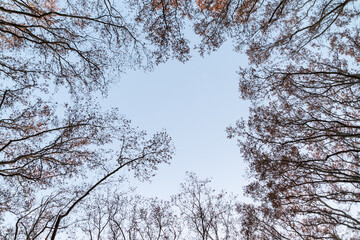 Obraz premium trees in winter