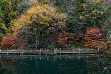 日本　滋賀県高島市今津町にあるもみじ池と紅葉した木々