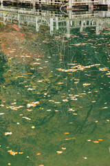 日本　滋賀県高島市今津町にあるもみじ池と紅葉した木々