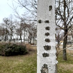 Birch trunk against the background of an autumn park in pastel colors close-up.