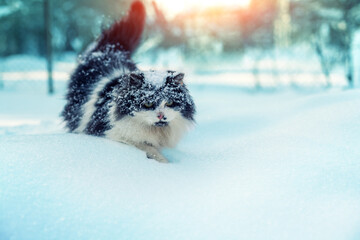 Black and white cat walking in the snow in a blizzard
