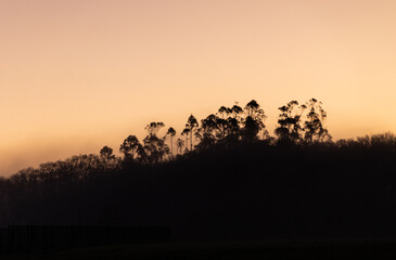 silhouette of trees