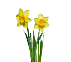 two natural daffodil flowers with blossoms, leaves and stem on transparent background