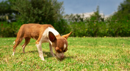 Small light brown and white Pinscher puppy sniffing the grass in the middle of the home garden with defocused green bushes background