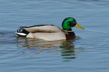 Male Mallard (Anas platyrhynchos) swimming