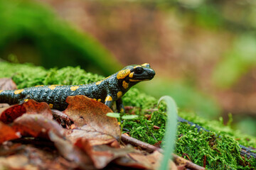 Graceful fire salamandra on a mossy stone close -up. A rare animal of Carpathian forests in the...
