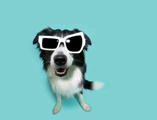 Happy smiling border collie puppy dog on summer wearing sunglasses. Isolated on blue background, high angle view