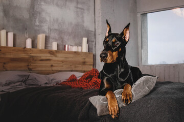 Beautiful Doberman dog breed at home. A dog with cropped ears and a tail. Dog indoor. Life with pet