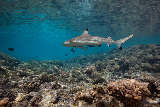 French Polynesia beautiful reef