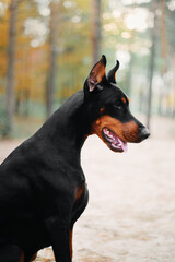 Powerful Doberman dog on an autumnal background, with leaves of gold and rust surrounding, exuding strength and loyalty