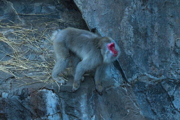 動物園の猿山にいるニホンザル