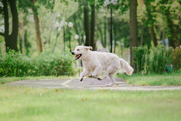 Fototapeta premium Golden Retriever dog at the park. Dog smilimg. Cute furry pet outdoor. Cute dog and good friend. Free space to copy text.