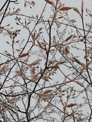 Tree branches with dry leaves. Aesthetic nature background