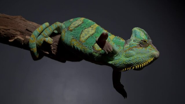 Veiled Chameleon, Chamaeleo calyptratus, sits on branch and look in different directions close-up on a grey background. 4k raw Studio footage of exotic pet, animals