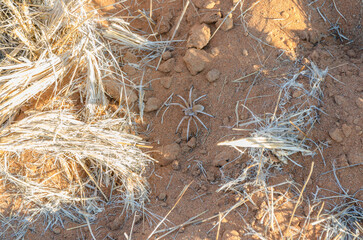 sossusvlei Südafrika