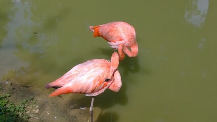 flamant rose 