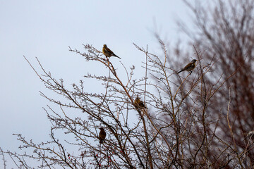 a bird (Turdus pilaris) among the branches of a shrub