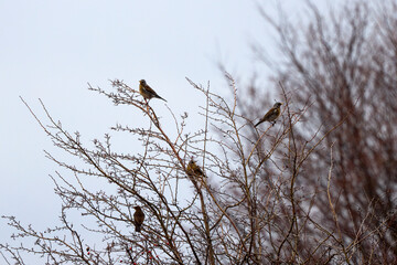 a bird (Turdus pilaris) among the branches of a shrub