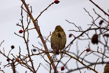Corn Bunting (Emberiza calandra) perched on a branch