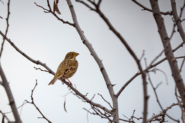 Corn Bunting (Emberiza calandra) perched on a branch