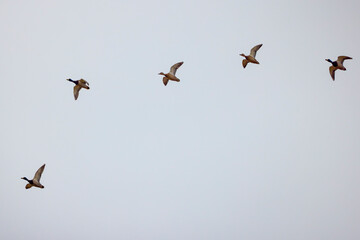 wild ducks in flight on the background of the blue sky