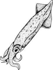 Squid. Hand drawn underwater creatures. Vector sea life, seafood.