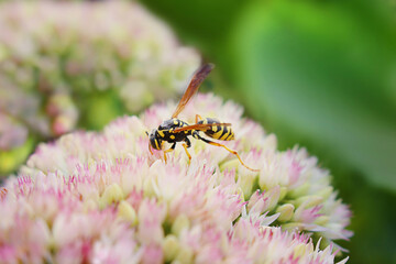 Striped wasp collects nectar on garden pink flower. Pollination. Plant Sedum at sunny day. Selective focus. Macro. Flower card. Summer. Copy space