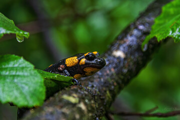 Salamander on a branch close-up, in the forest
