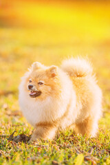 Sunbeams Above Funny Young Red Puppy Pomeranian Spitz Puppy Dog Happy Walking Outdoor In Autumn Grass. Amazing Scenic View Bright Sunbeams. Friendship, Devotion And Loyalty Concept.