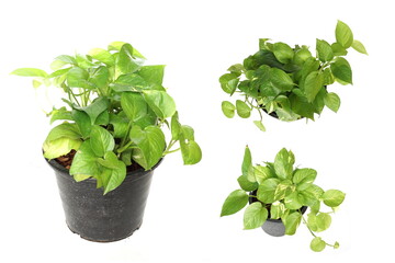 Obraz premium Epipremnum Aureum Tropical green plants isolated on white background